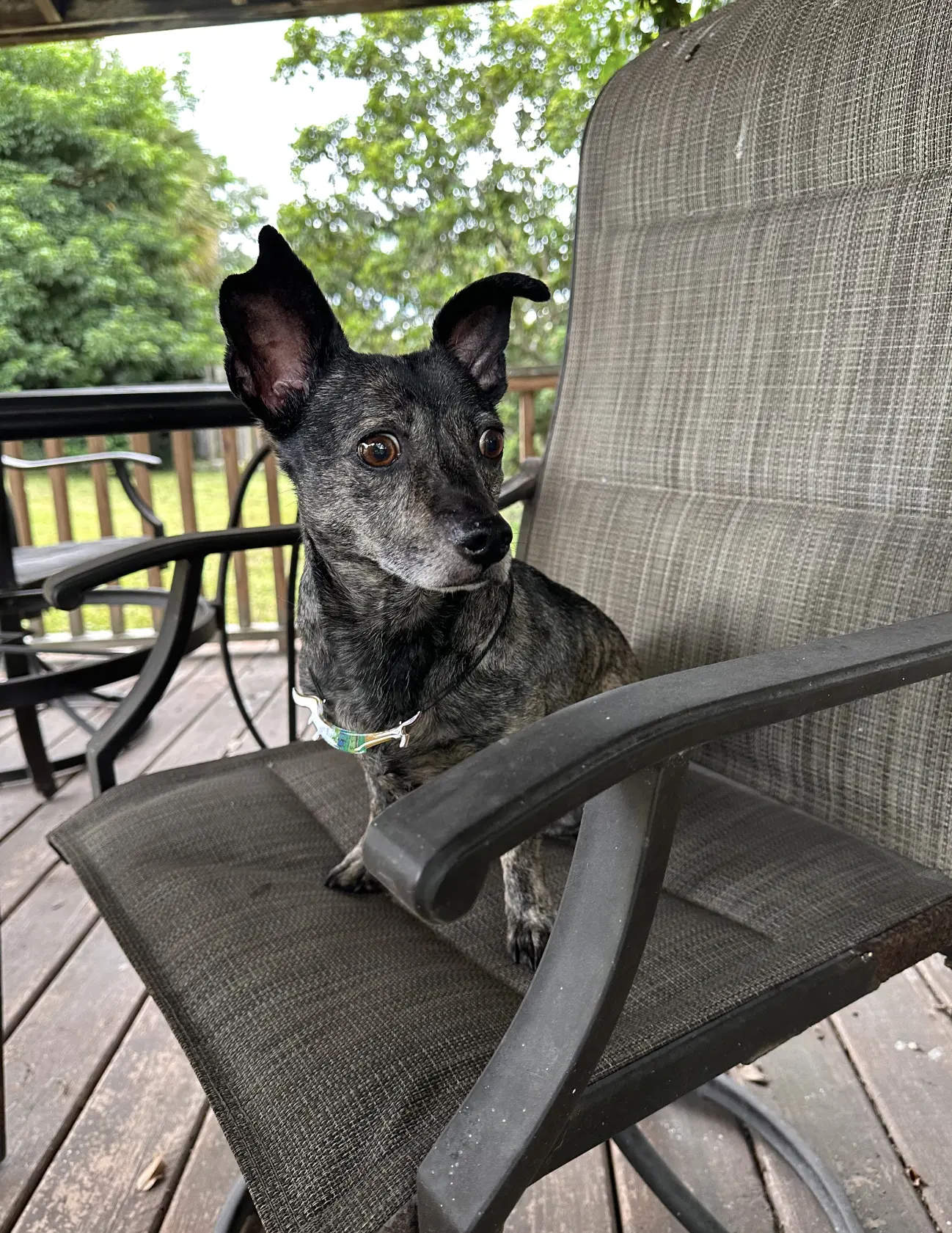 Maci image 3