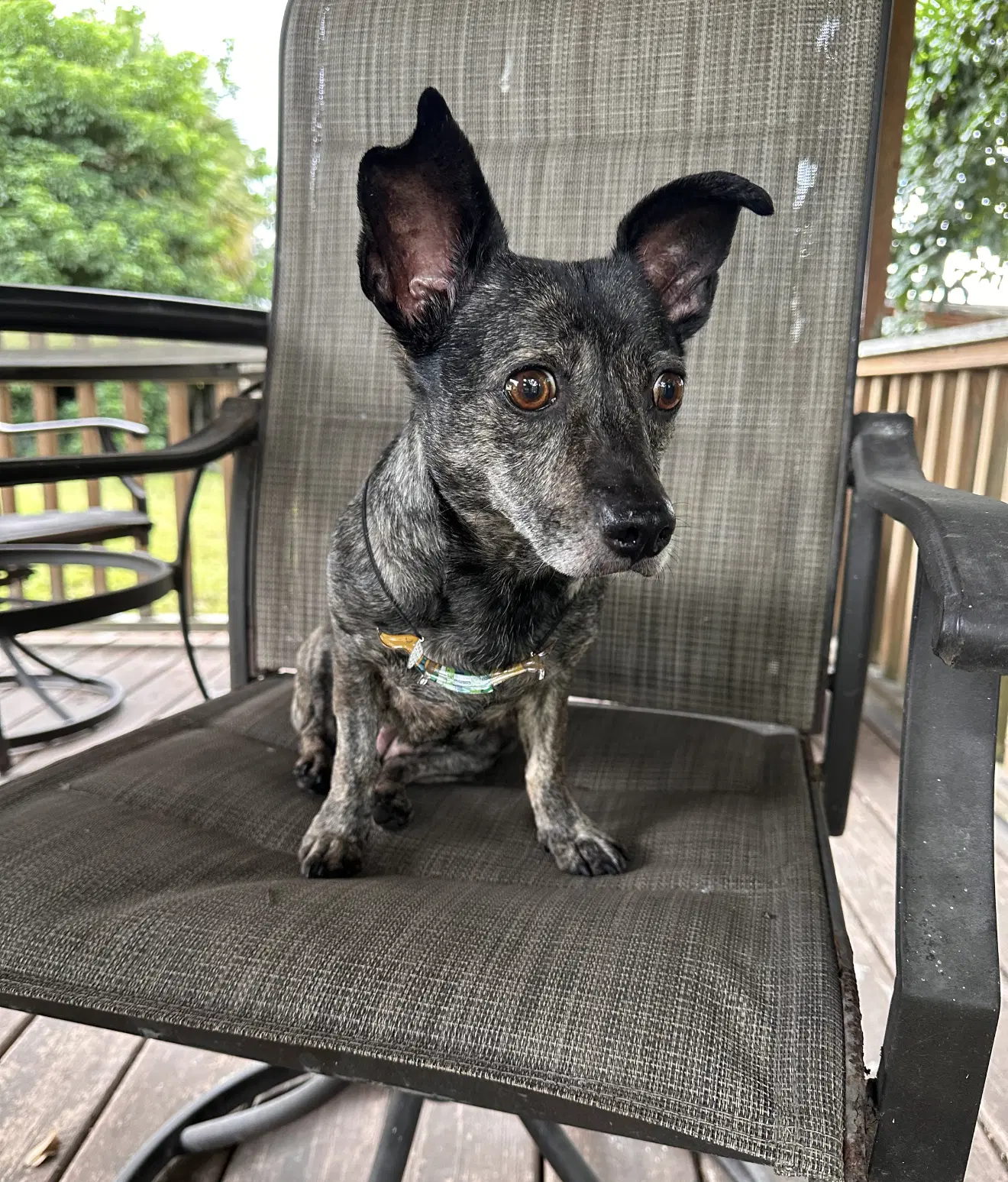 Maci image 4