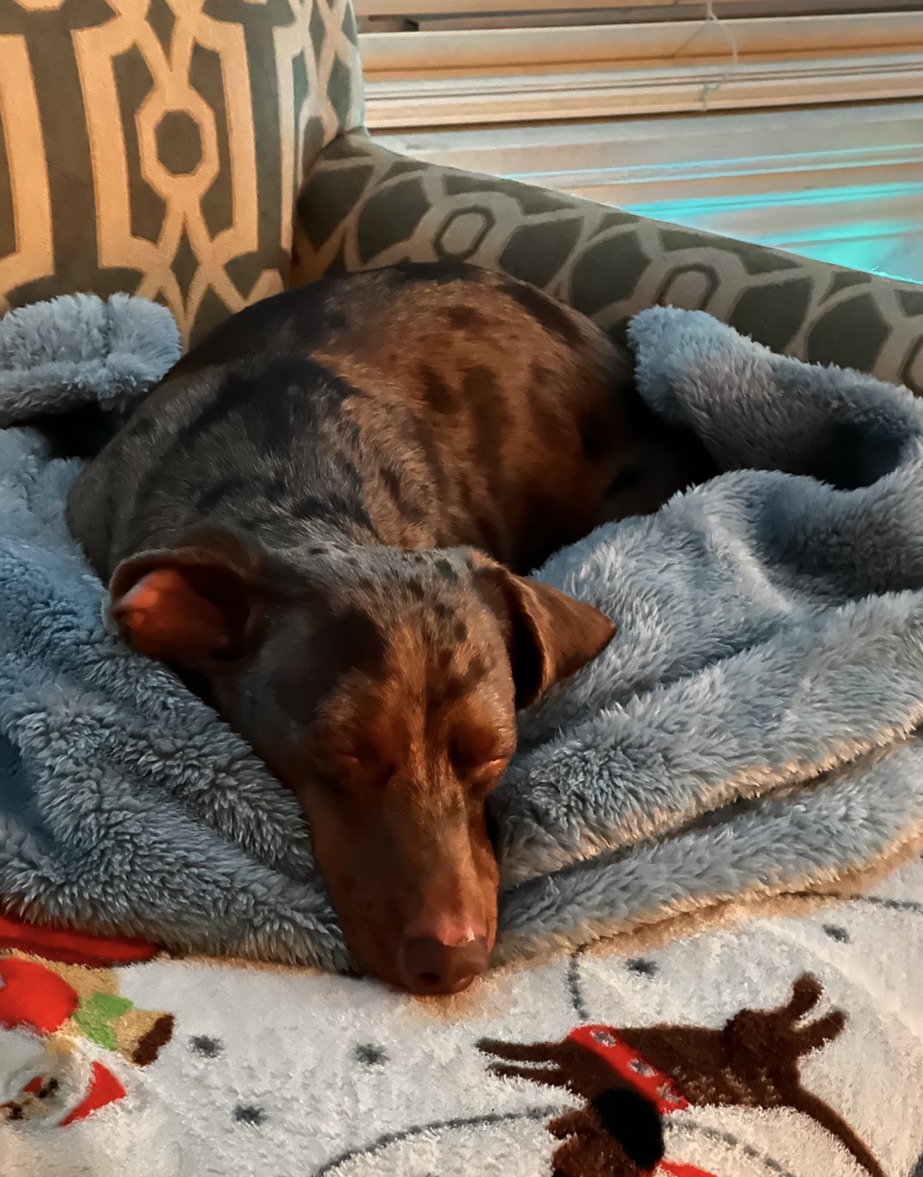 Eddie, Dachshund
