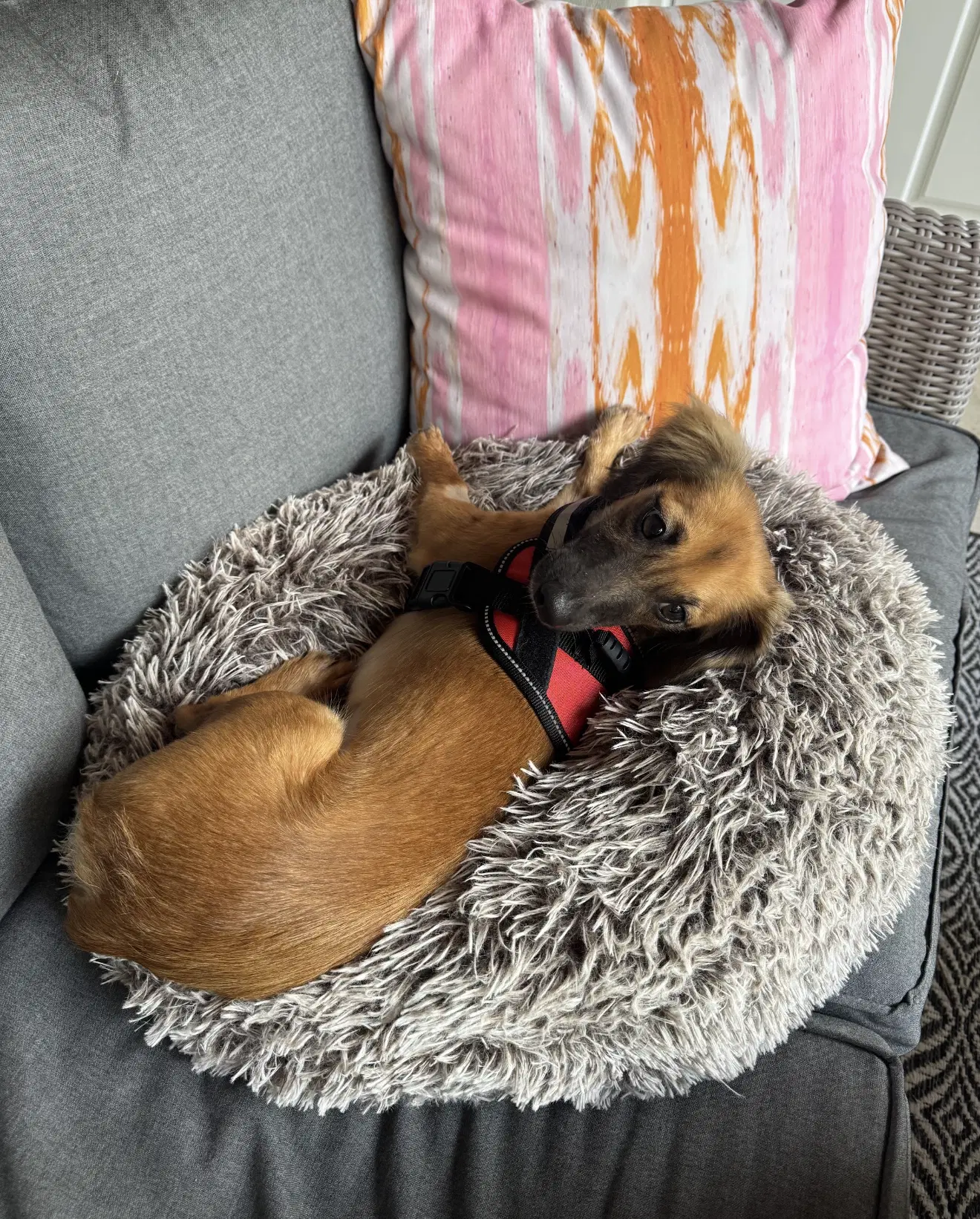Klara image 3