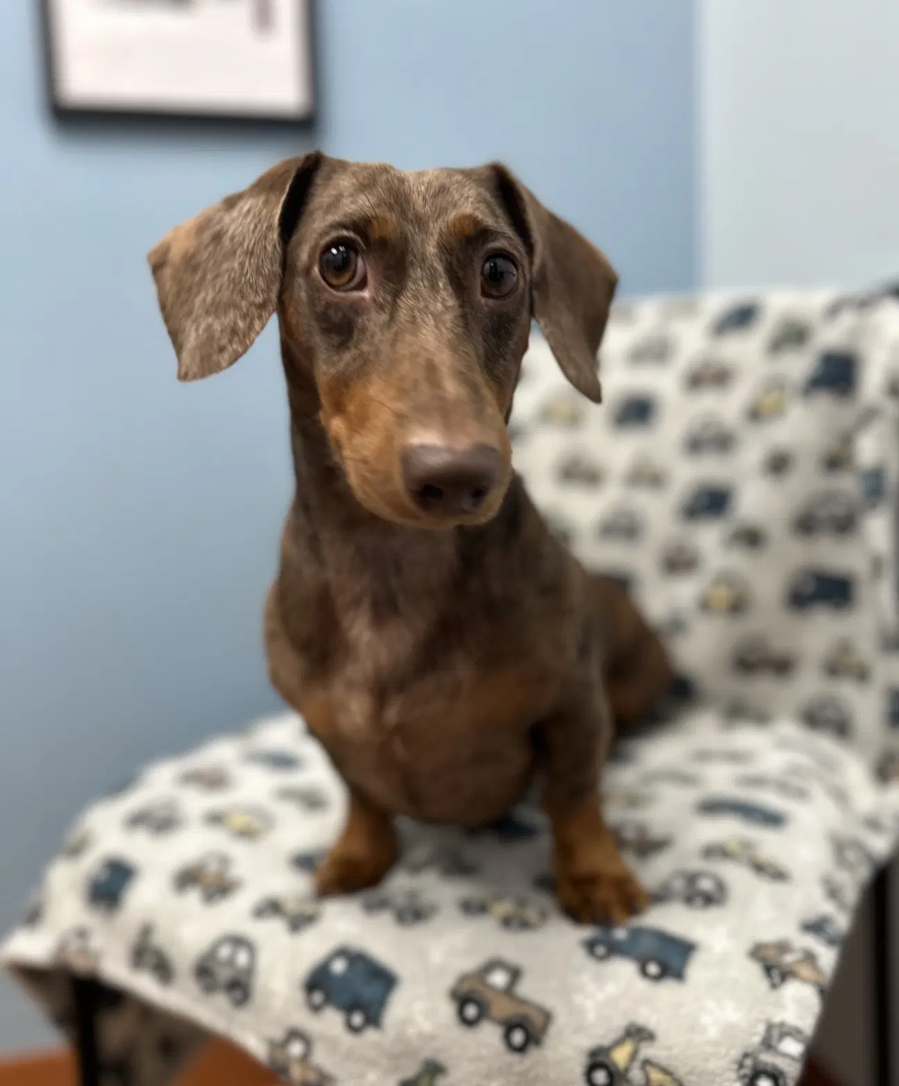 Milo - Dachshund