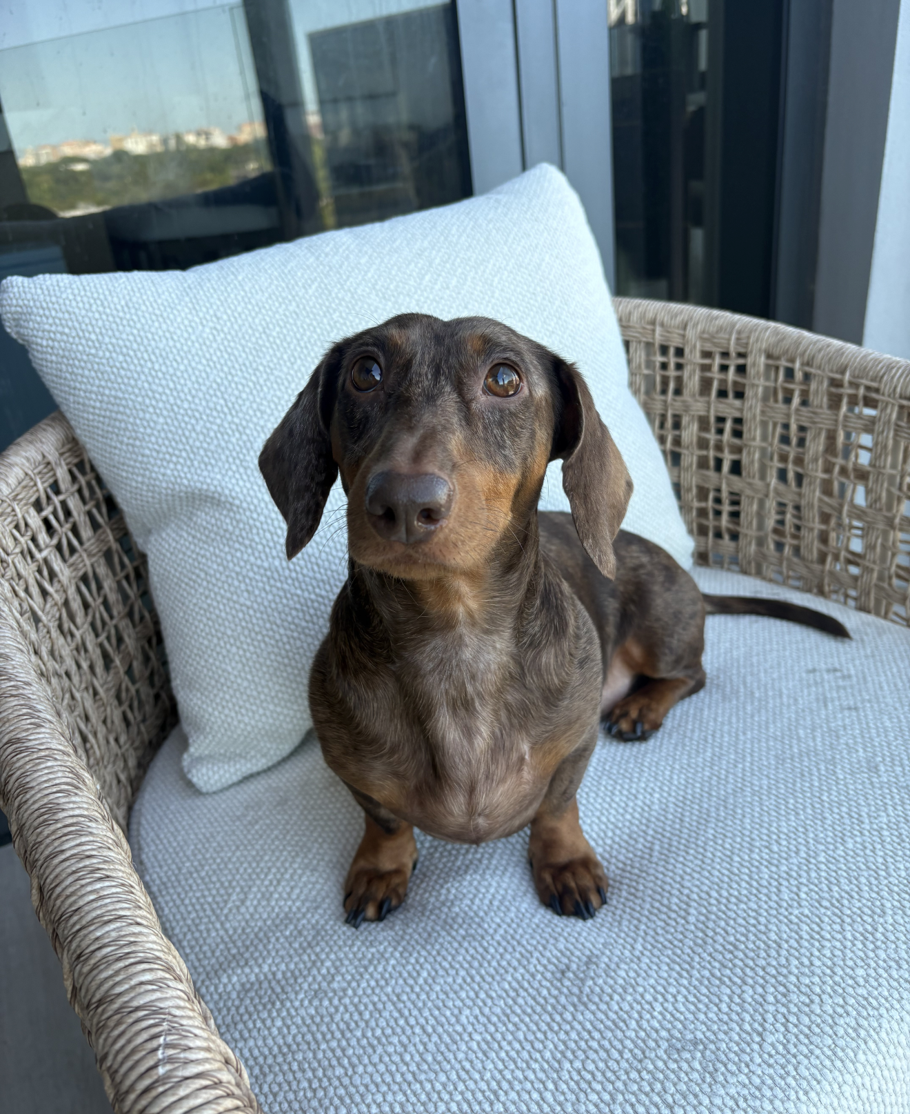 Milo, photo 2