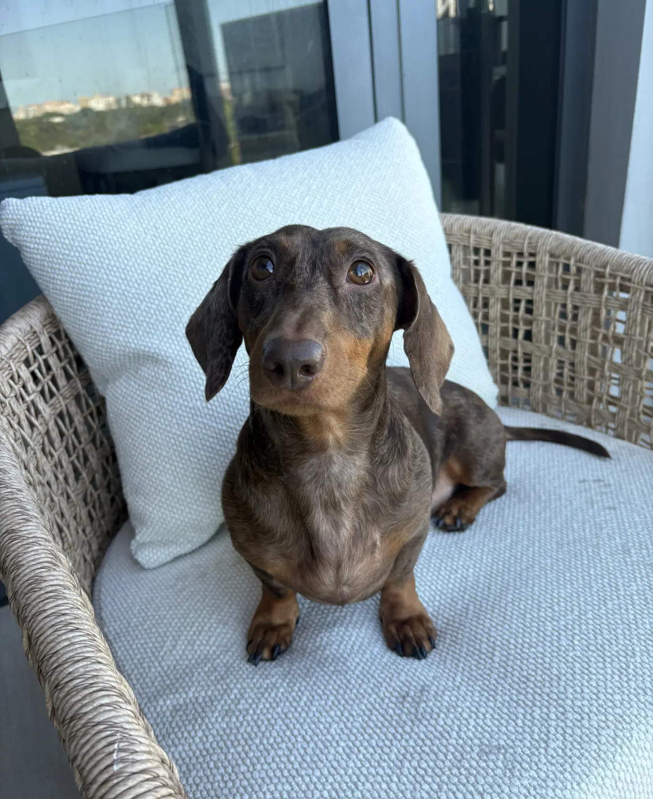 Milo image 2