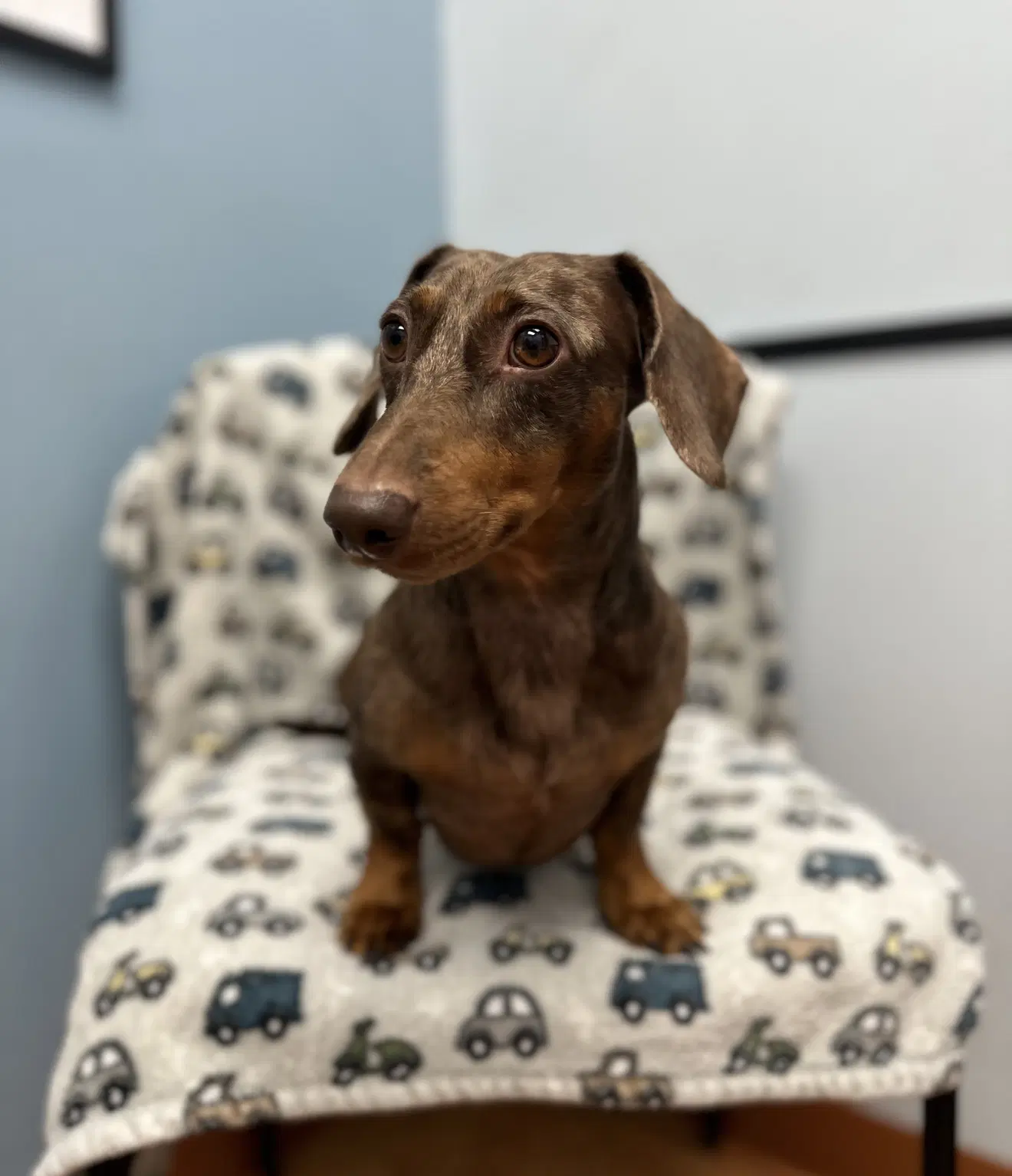 Milo image 3