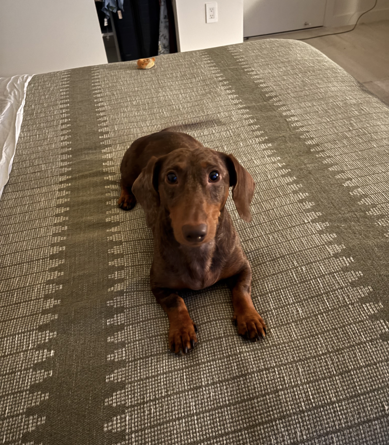 Milo, photo 4