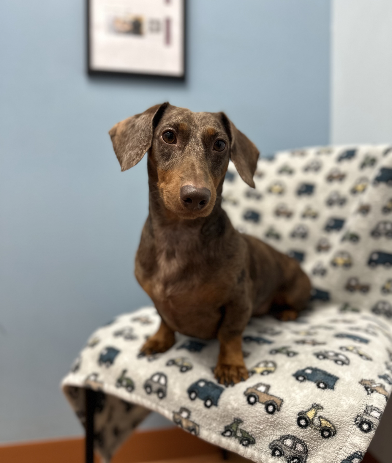 Milo, photo 5