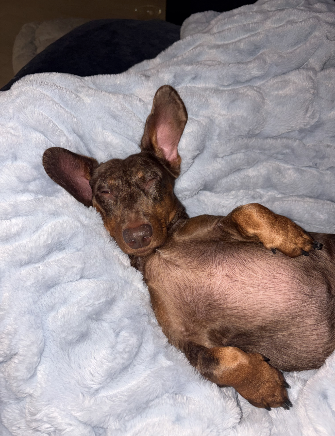 Milo, photo 6