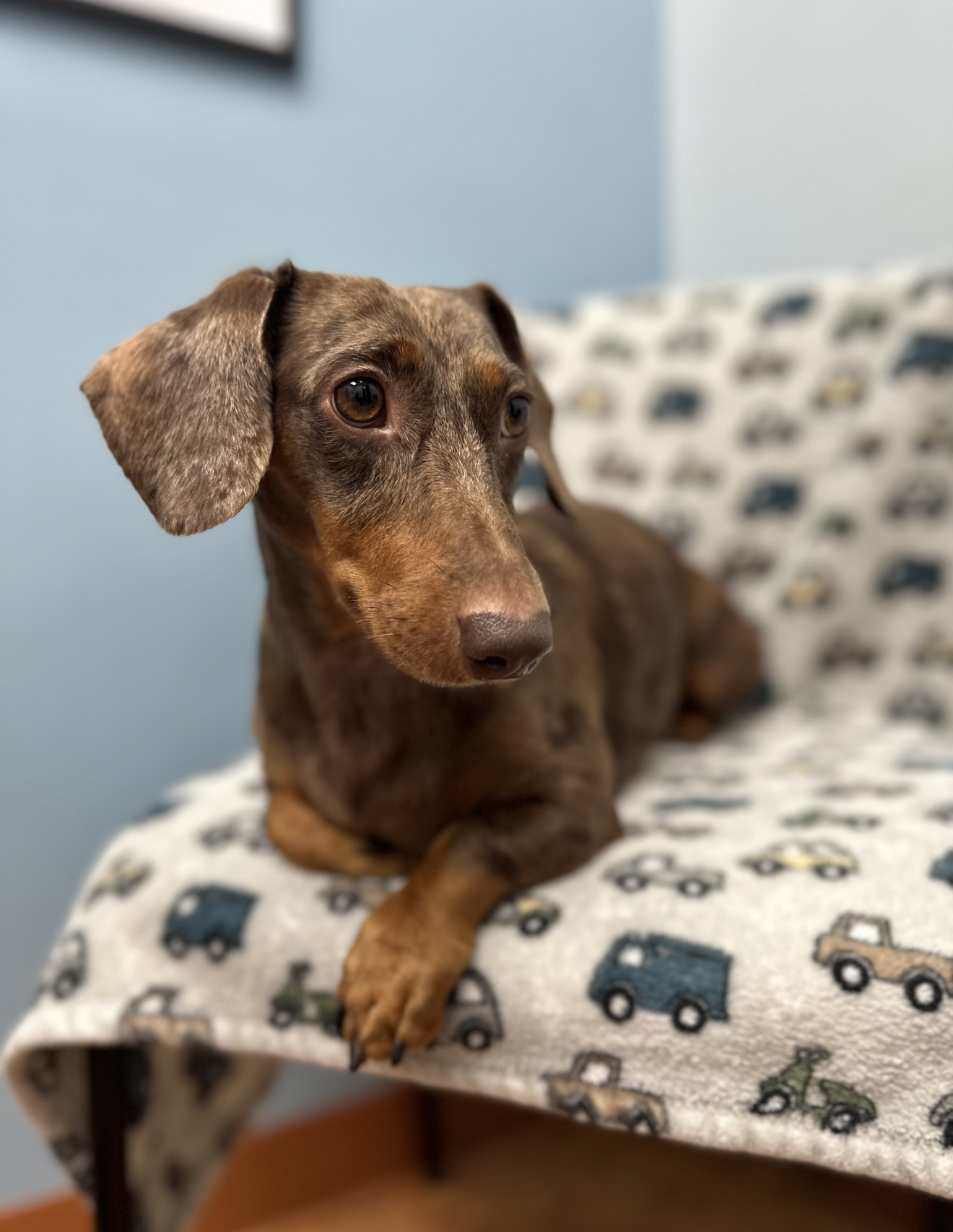 Milo, photo 7
