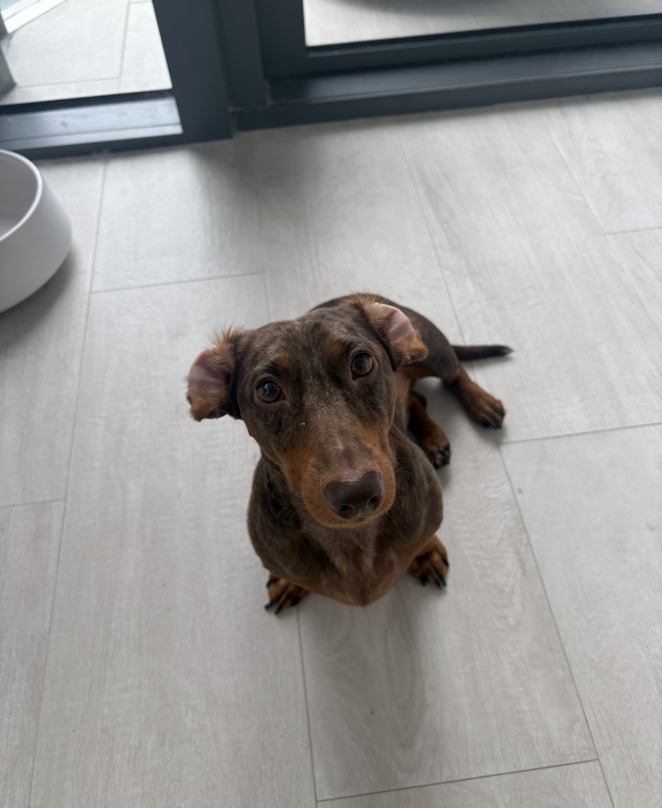 Milo, photo 8