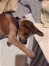 Coonhound Pup 4 - Brody