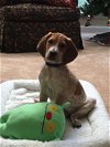 Coonhound Pup 4 - Brody