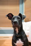 Luna the dane mix - Adoption Pending