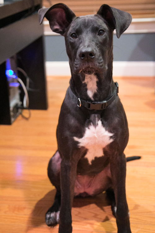 Luna the dane mix - Adoption Pending
