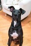 Luna the dane mix - Adoption Pending