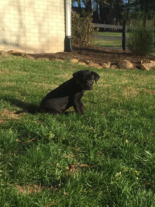 Lucy