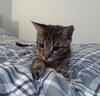 Kringle - Photo 4