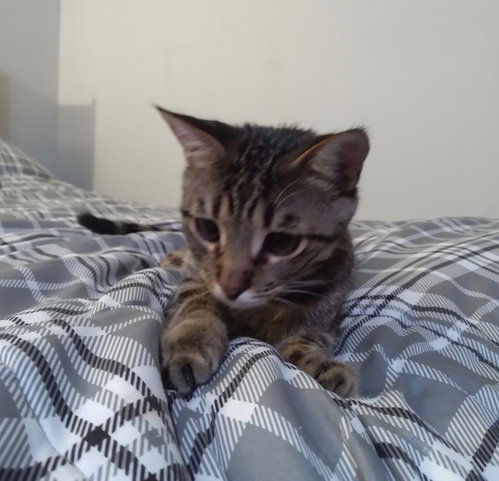Photo 4 of Kringle