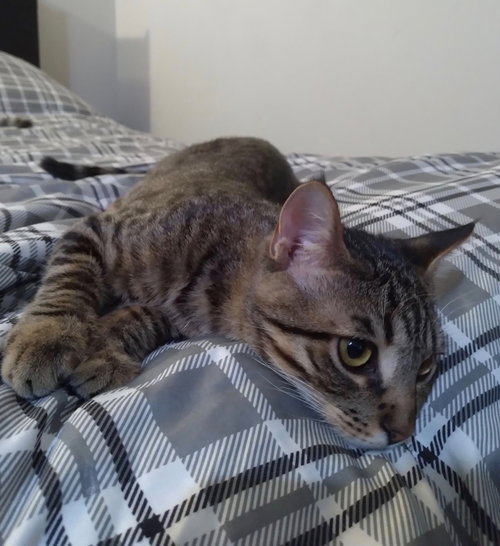 Photo 6 of Kringle