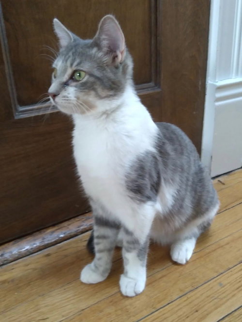 TINSEL - Tabby available for adoption