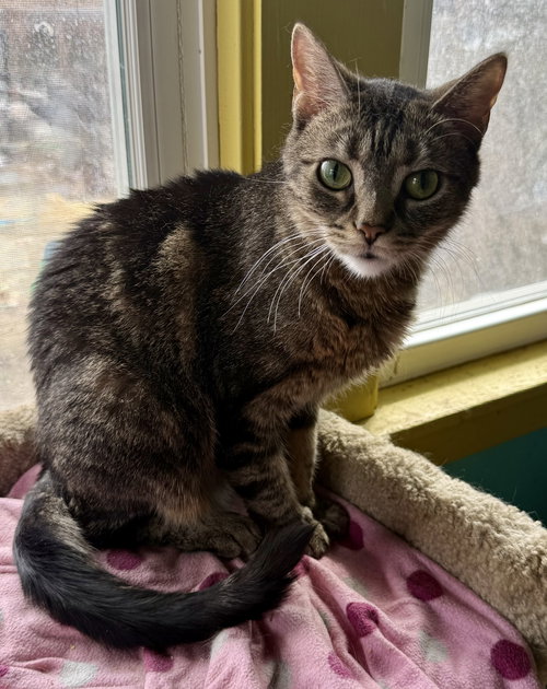 Bellini aka Belle, an adoptable Tabby in Maywood, IL