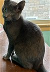 adoptable Cat in maywood, IL named Simon