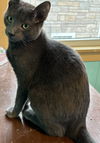 adoptable Cat in maywood, IL named Simon