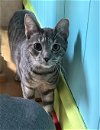 adoptable Cat in maywood, IL named Frances