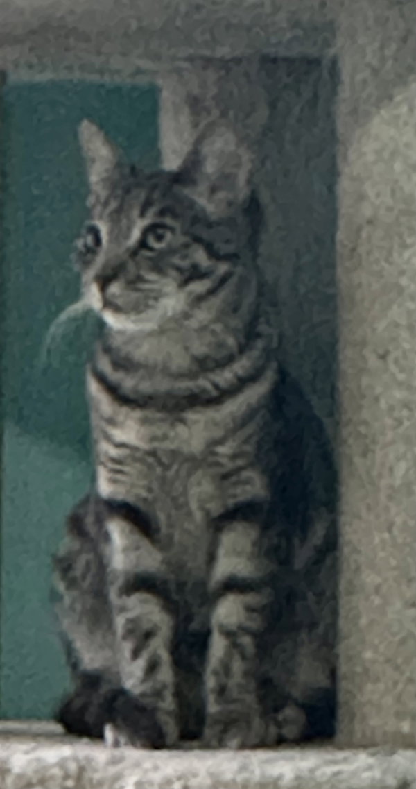 Frances