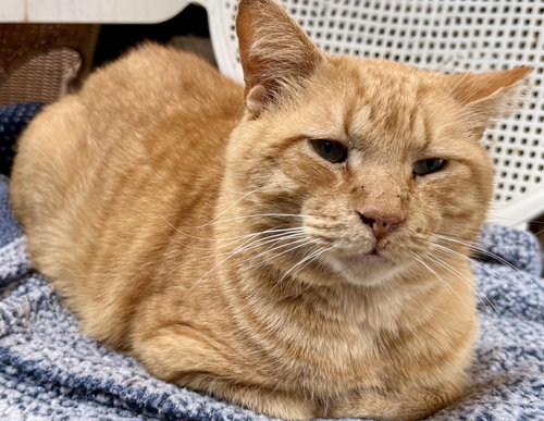 Ziggy, an adoptable Domestic Short Hair in Maywood, IL