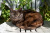 Precious - Photo 1