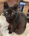 adoptable Cat in maywood, IL named Precious
