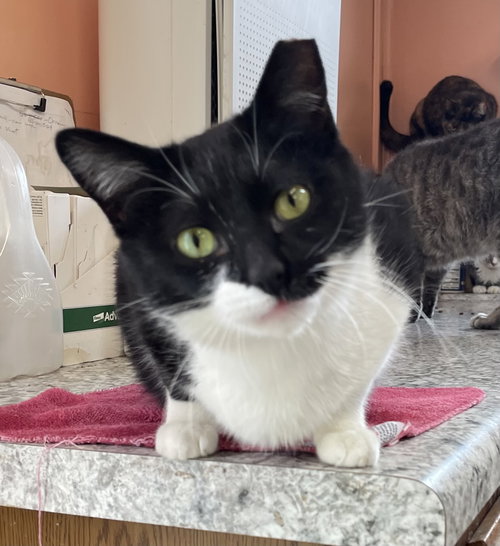 SHAYNA - Tuxedo available for adoption