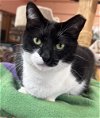 adoptable Cat in maywood, IL named Shayna