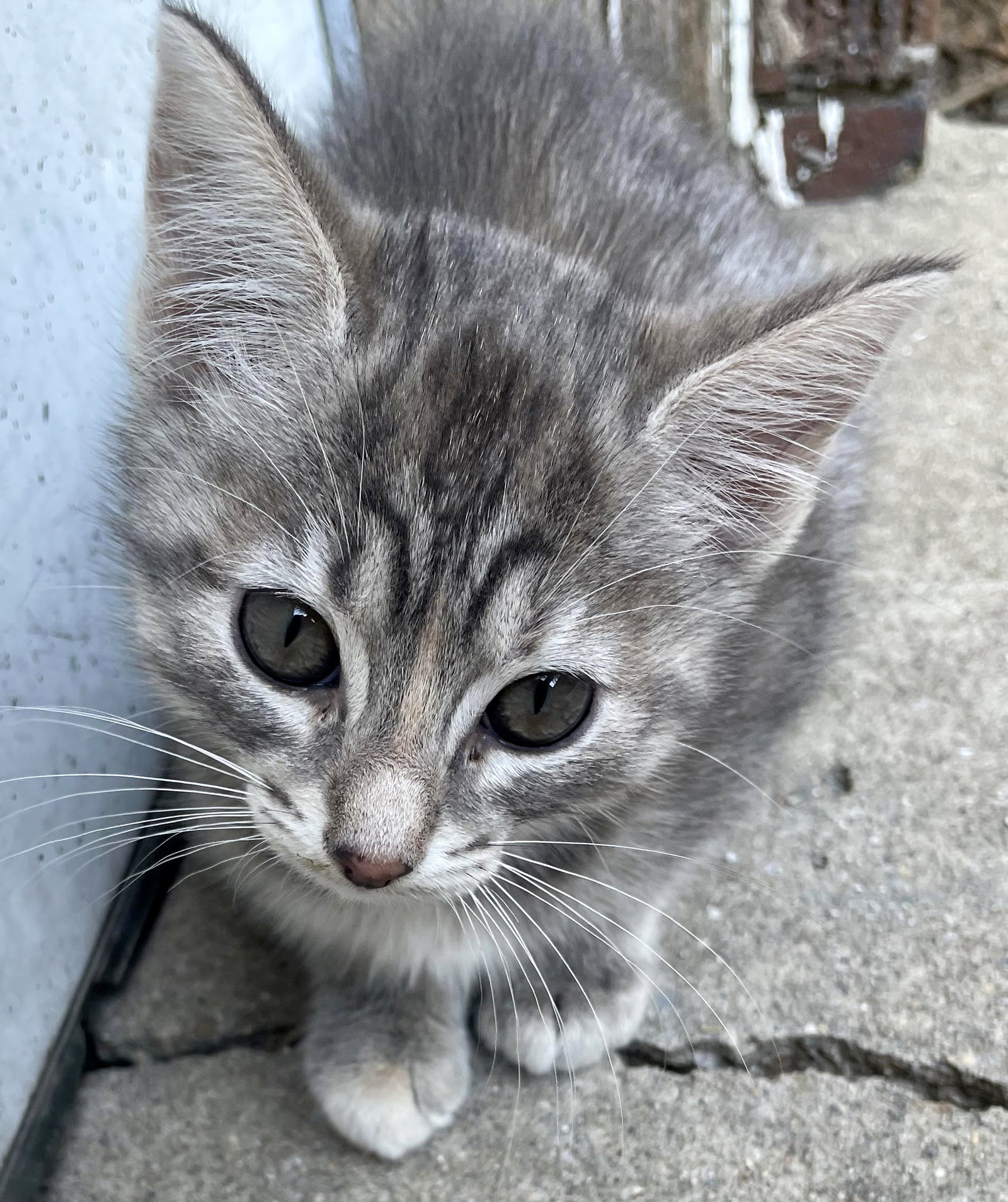 Cats for Adoption in South Barrington, Illinois Alpha Paw