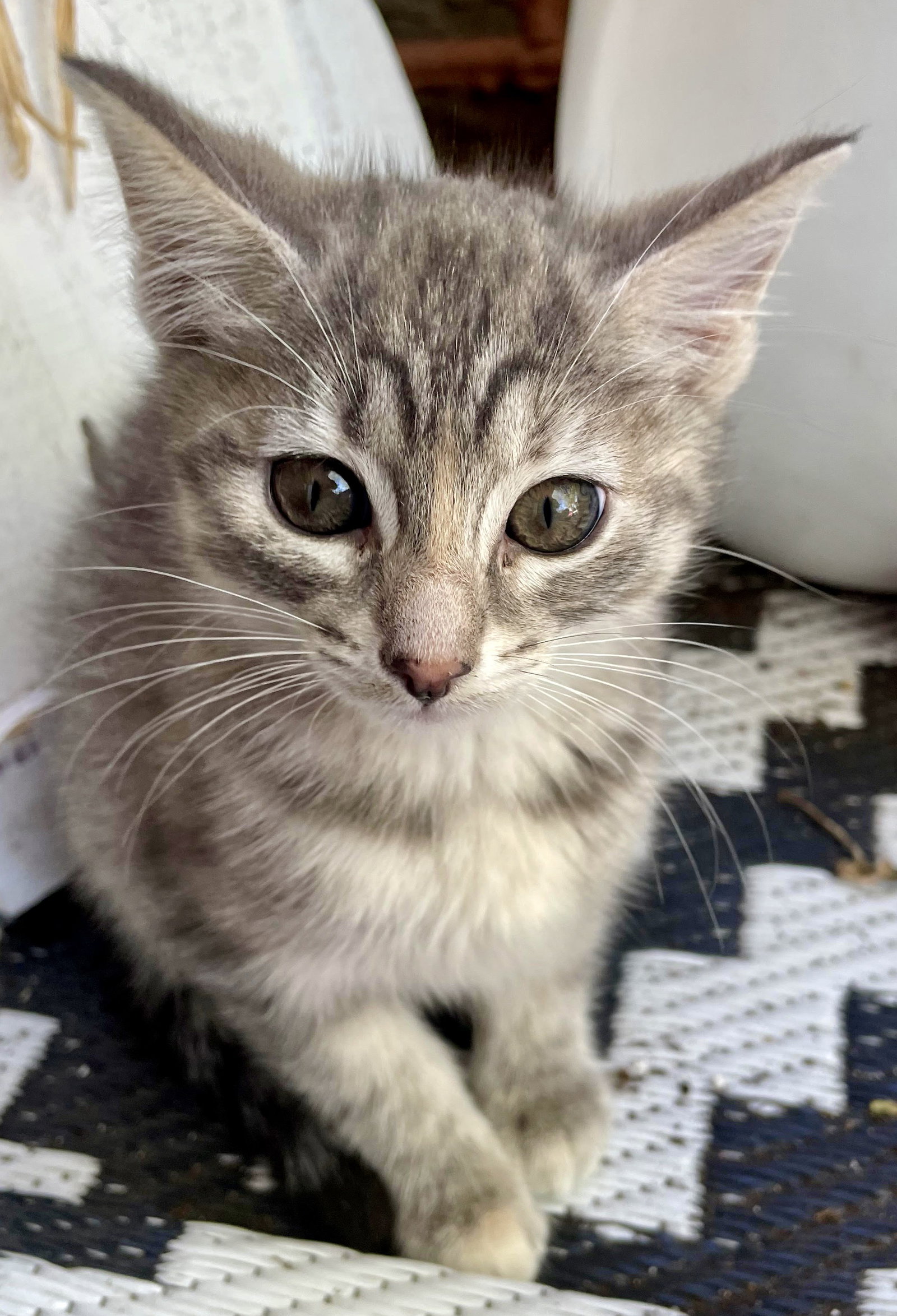 Cats for Adoption in South Barrington, Illinois Alpha Paw
