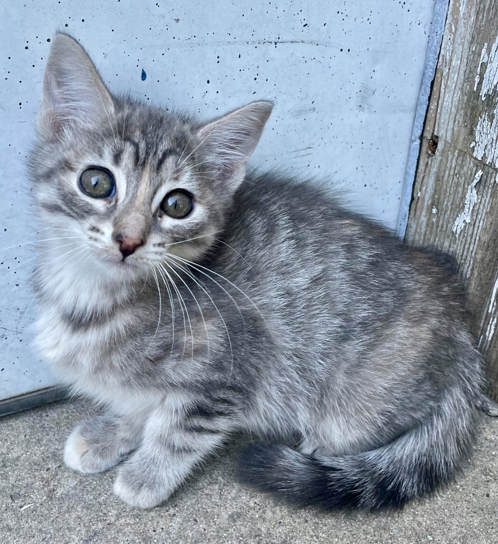 Cats for Adoption in South Barrington, Illinois Alpha Paw