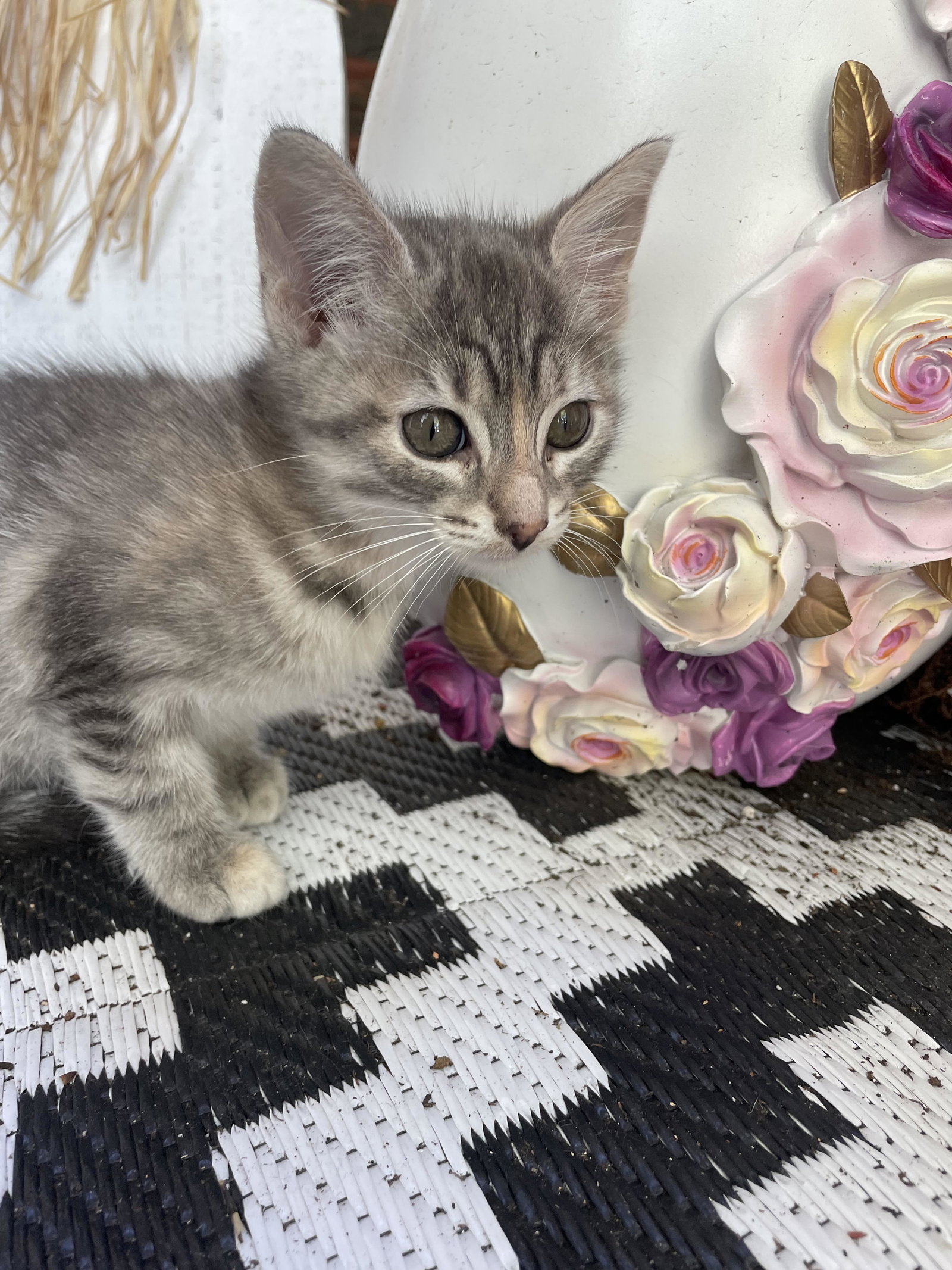 Cats for Adoption in South Barrington, Illinois Alpha Paw