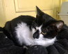 Pookie - Photo 2