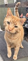 adoptable Cat in , IL named Houdi