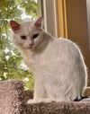 adoptable Cat in  named Joe