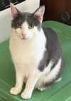 adoptable Cat in Maywood, IL named Harley