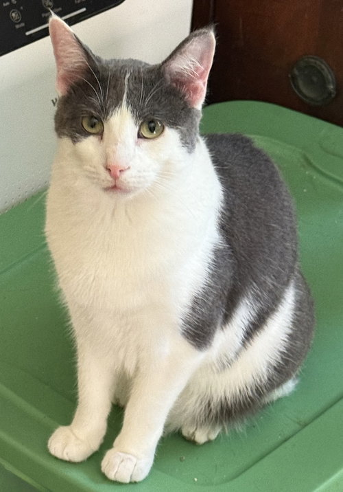 HARLEY - Domestic Short Hair available for adoption