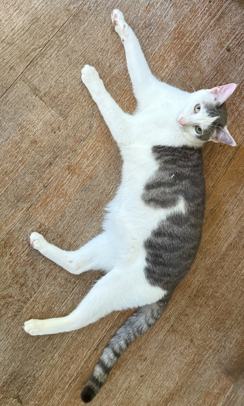 HARLEY - Domestic Short Hair available for adoption