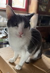 Harley - Photo 6