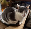 Harley - Photo 7