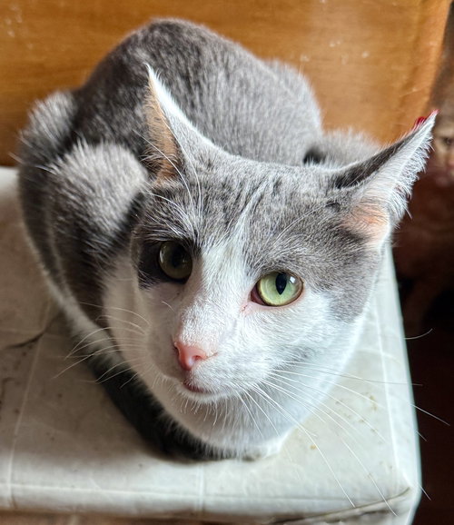 Harley, an adoptable Domestic Short Hair in Maywood, IL