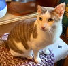 adoptable Cat in Maywood, IL named Glen