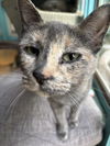 adoptable Cat in  named Michy