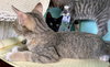 Ethel - Photo 8