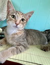 adoptable Cat in , IL named Ethel